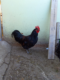 Tre Polli Australorp