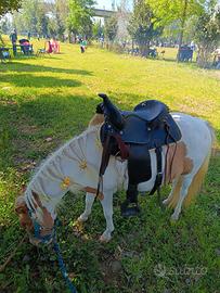Pony femmina