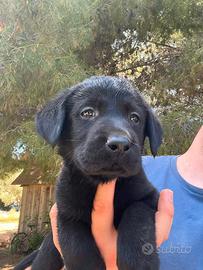 Cuccioli di Labrador colore nero