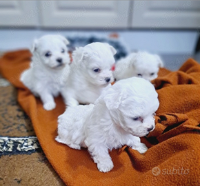 Cuccioli maltese mini toy