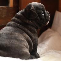 Bulldog francese