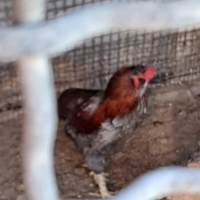 Gallo di araucana