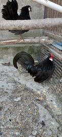 Gallina BANTAM nera