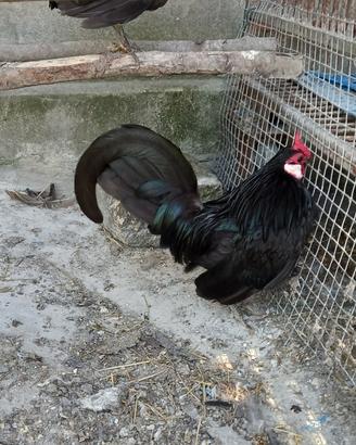 Gallina BANTAM nera