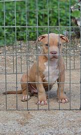 Pitbull UKC M 