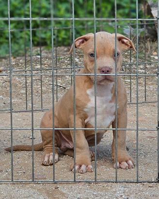 Pitbull UKC M 