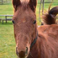 Puledro quarter horse
