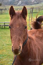 Puledro quarter horse