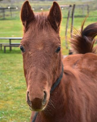 Puledro quarter horse