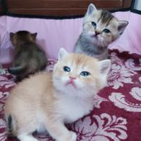British Shorthair Golden