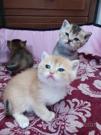 British Shorthair Golden