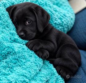 LABRADOR MASCHIO & FEMMINA BLACK