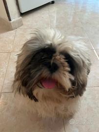 Cane Shitzu con pedigree di 9 mesi, pronto per acc