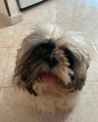 Cane Shitzu con pedigree di 9 mesi, pronto per acc
