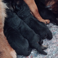 Cuccioli di Pastore tedesco