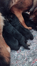 Cuccioli di Pastore tedesco