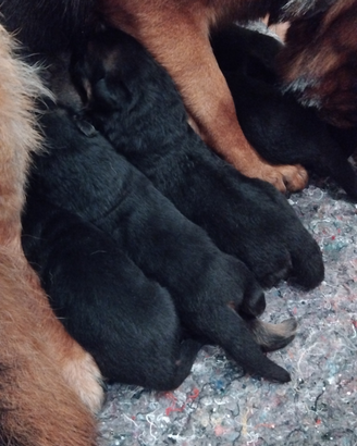 Cuccioli di Pastore tedesco