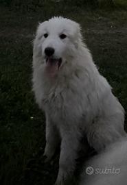 Cane da montagna dei pirenei
