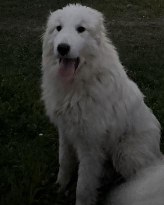 Cane da montagna dei pirenei