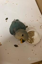 Inseparabile Roseicollis, mutazione Avorio Cobalto