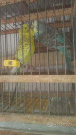 Coppia di pappagalli cocoriti