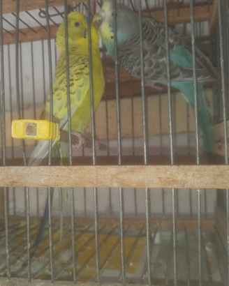 Coppia di pappagalli cocoriti