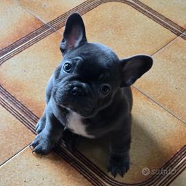 Cuccioli Bulldog Francese Esotico