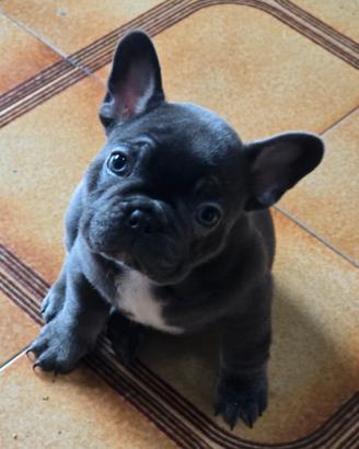 Cuccioli Bulldog Francese Esotico
