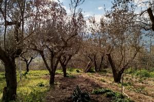 Uliveto produttivo