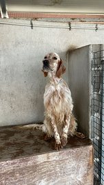 Setter radentis tre anni