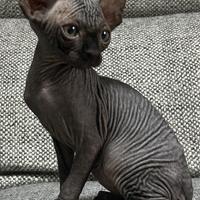 Sphynx