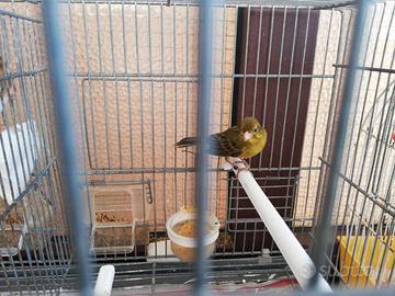 Canarina spagnoletta Ardesia