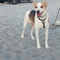 Cane alto 40 cm, affettuoso