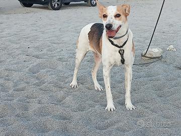 Cane alto 40 cm, affettuoso