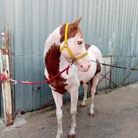 Cavallo paint