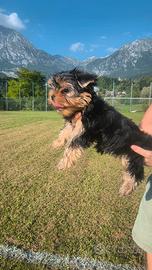 Cuccioli Yorkshire Terrier pronti per andare a cas