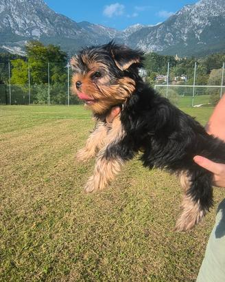 Cuccioli Yorkshire Terrier pronti per andare a cas