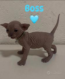 Gattini Sphynx con pedigree disponibili