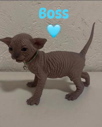 Gattini Sphynx con pedigree disponibili