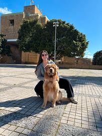 Golden retriever