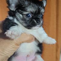Chihuahua maschietto pelo lungo