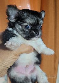 Chihuahua maschietto pelo lungo