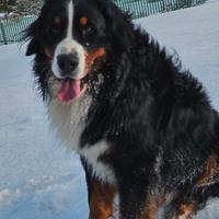 Bovaro del bernese per monta accoppiamento