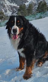 Bovaro del bernese per monta accoppiamento