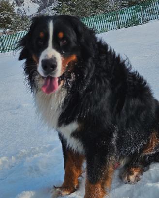 Bovaro del bernese per monta accoppiamento