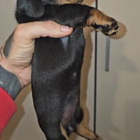 Cuccioli bassotto maschio e femmina