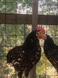 Gallina e Gallo razza Ancona