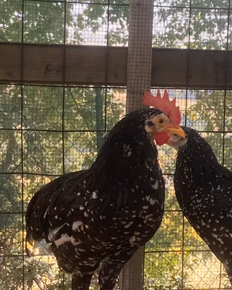 Gallina e Gallo razza Ancona