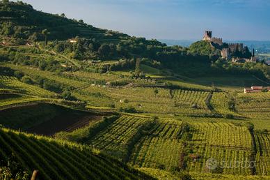 Terreno agricolo - vigneto - soave doc classico
