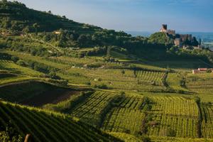 Terreno agricolo - vigneto - soave doc classico